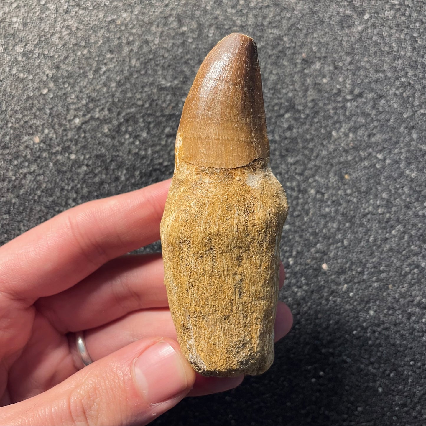 F2113 | Mosasauro | Prognathodon sp.