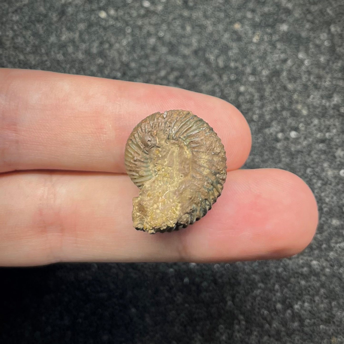 F2908 | Ammonite | Parkinsonia sp.