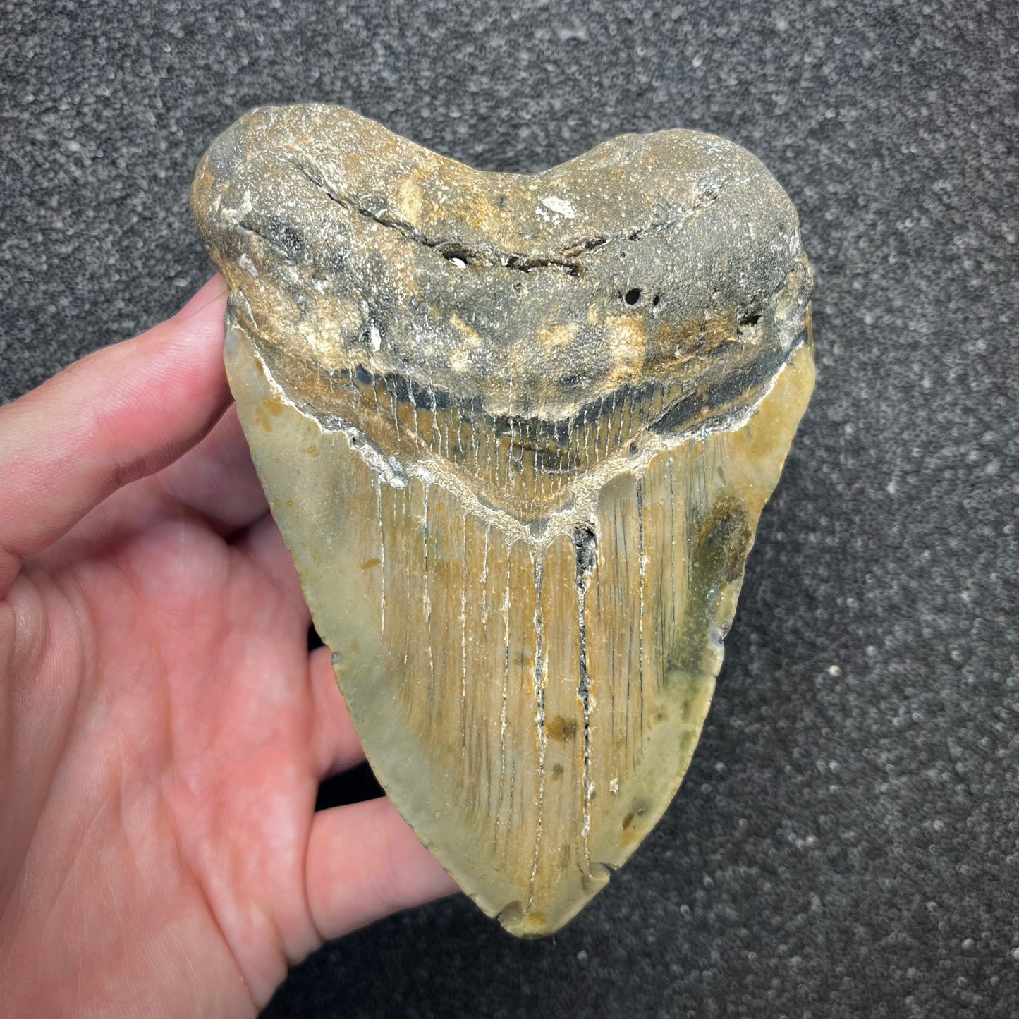 F2924 | Squalo | Otodus megalodon