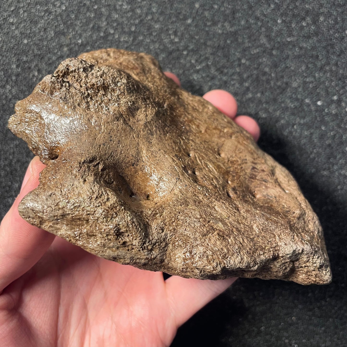 F2254 | Dinosauro | Triceratops sp.