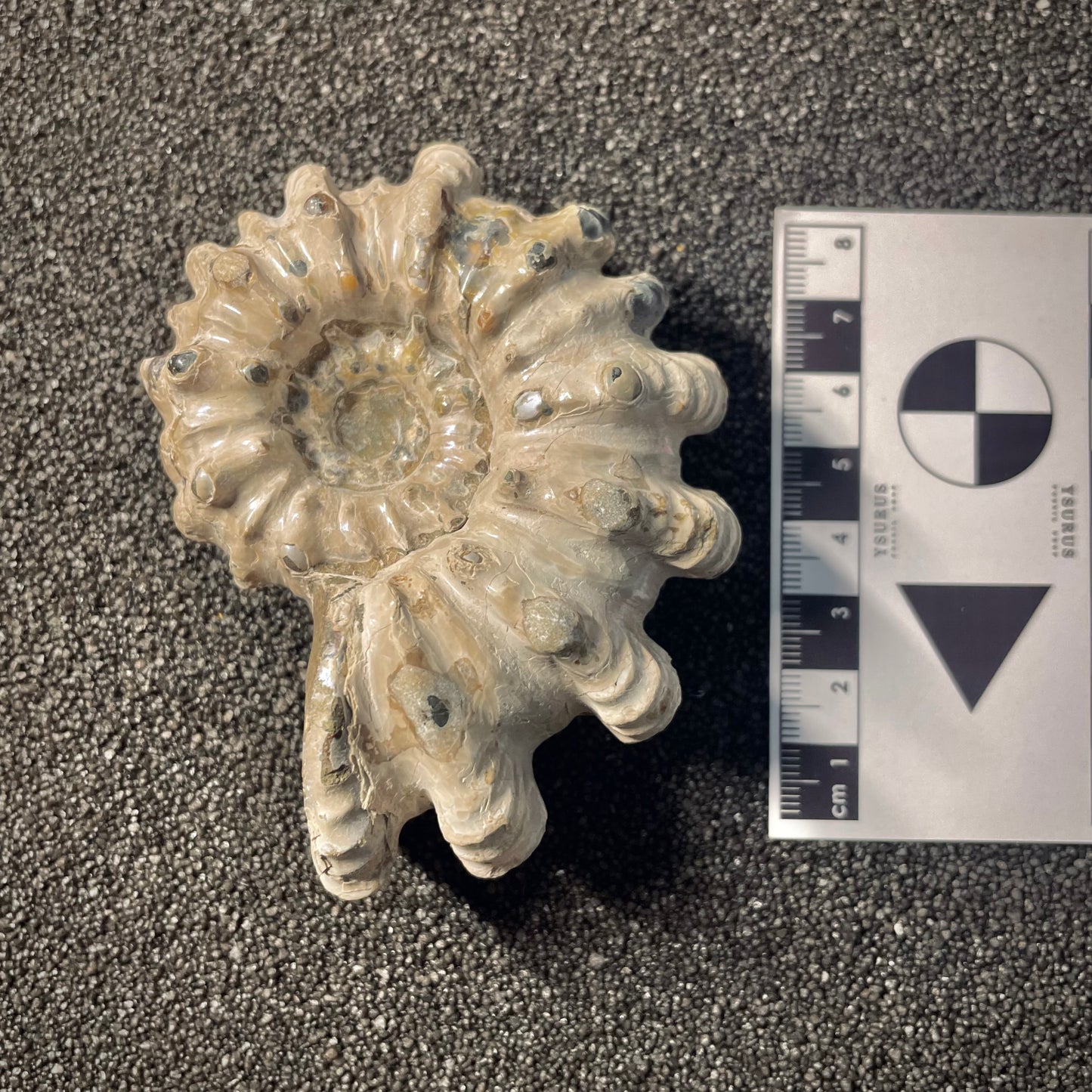 F2158 | Ammonite | Douvilleiceras sp.