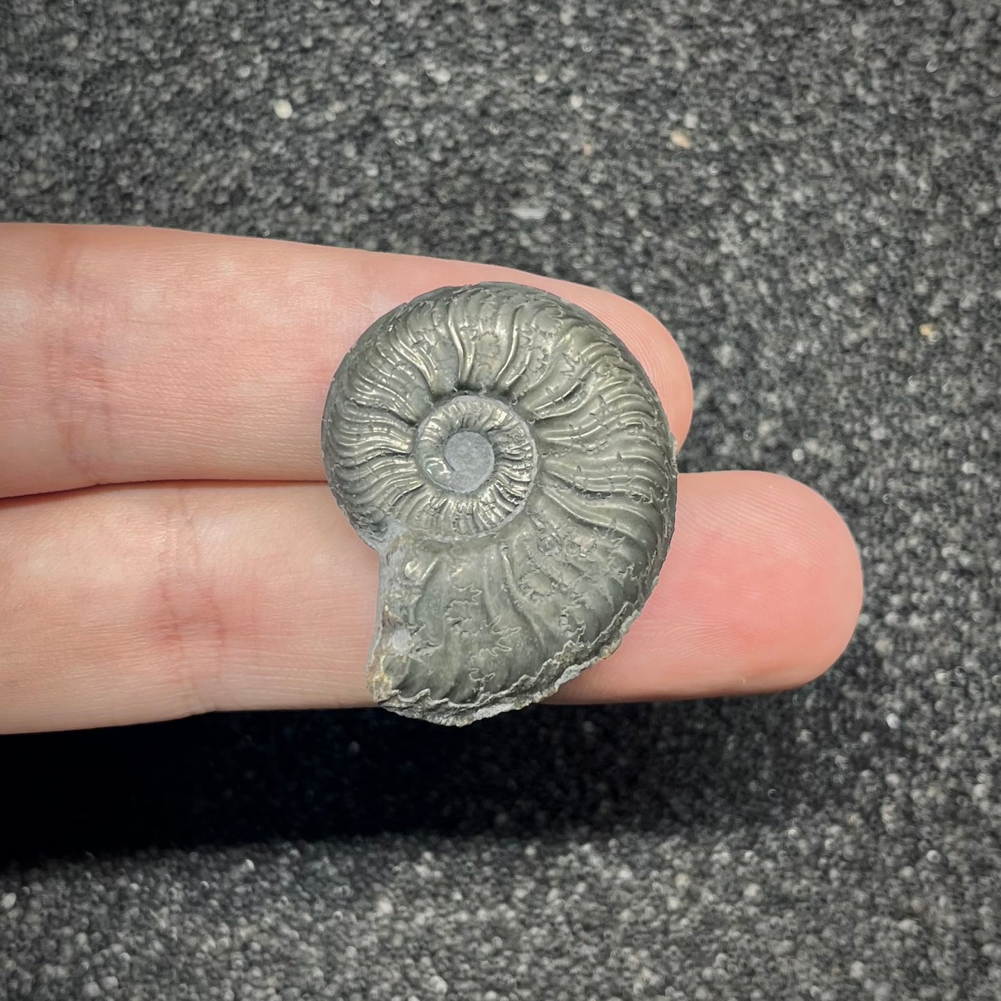 F2883 | Ammonite | Graphoceratidae indet.