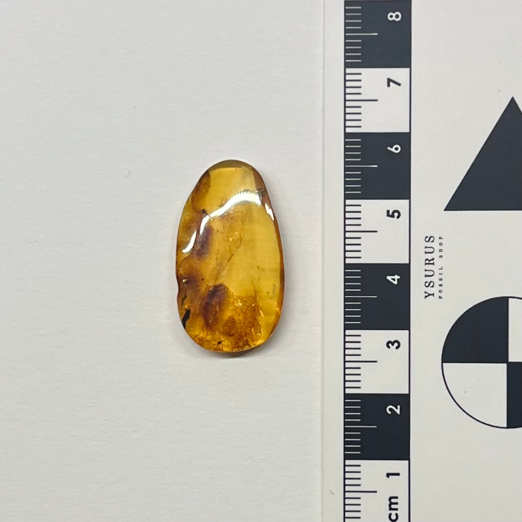 F2826 | Ambra con inclusione | Phoridae indet.