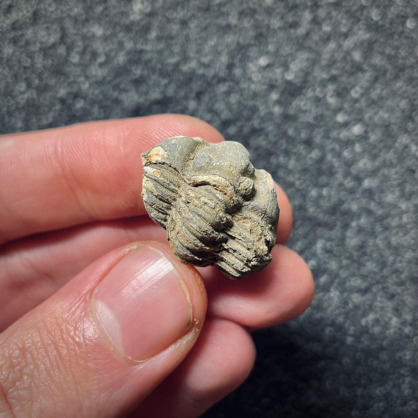 F1384 | Trilobite | Flexicalymene sp.