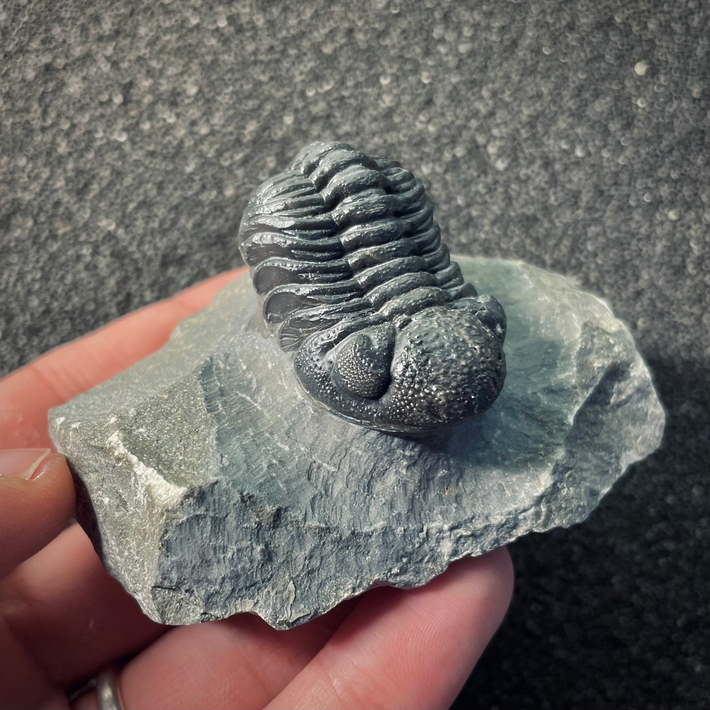 F2610 | Trilobite | Phacopidae indet.