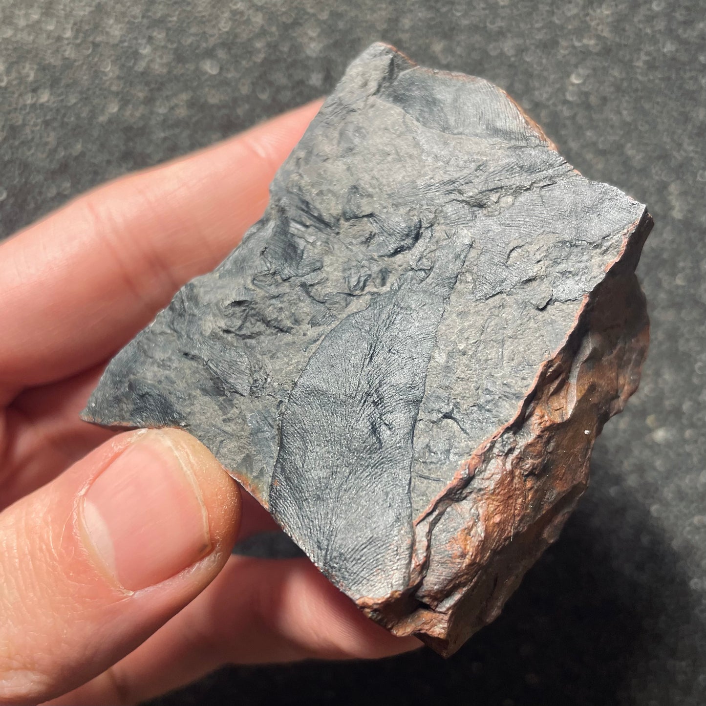 F2483 | Pianta | Macroneuropteris scheuchzeri