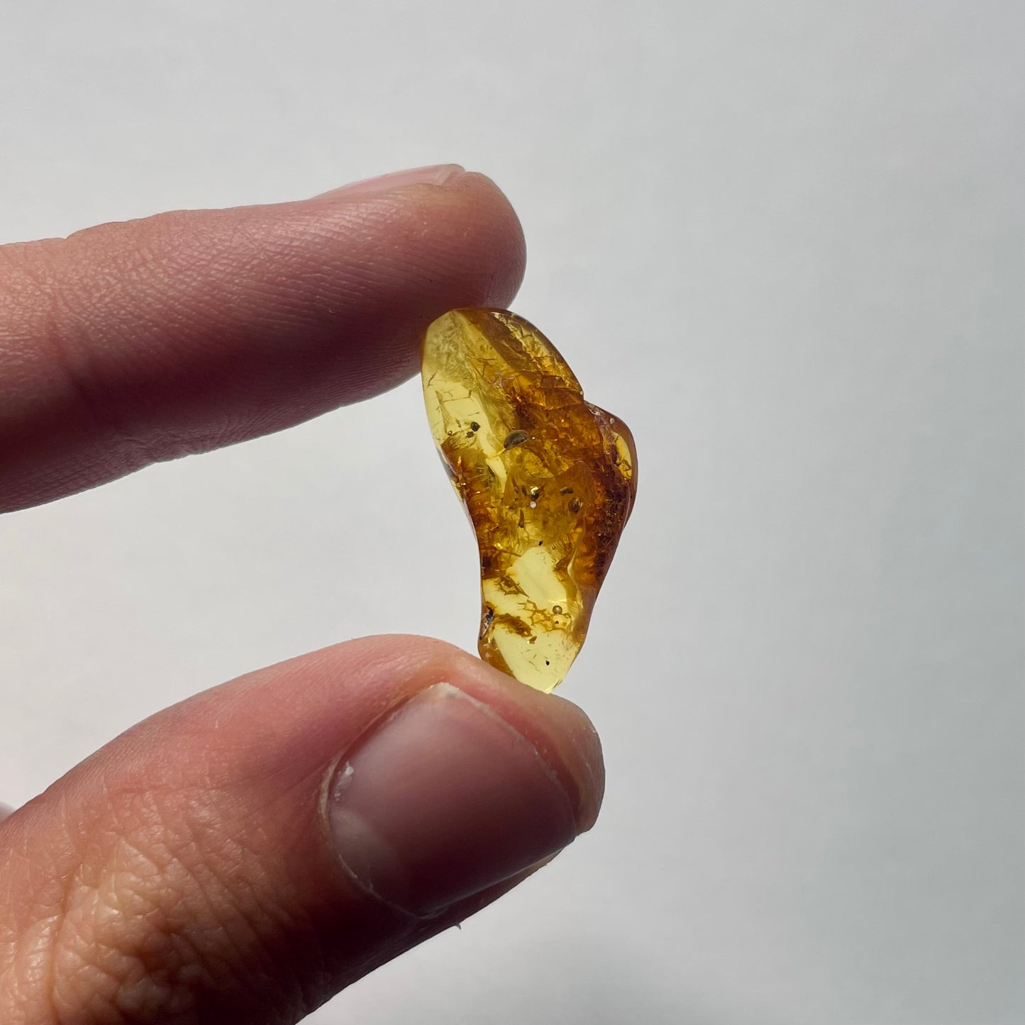 F2091 | Ambra con inclusione | Hymenoptera indet. (larva)