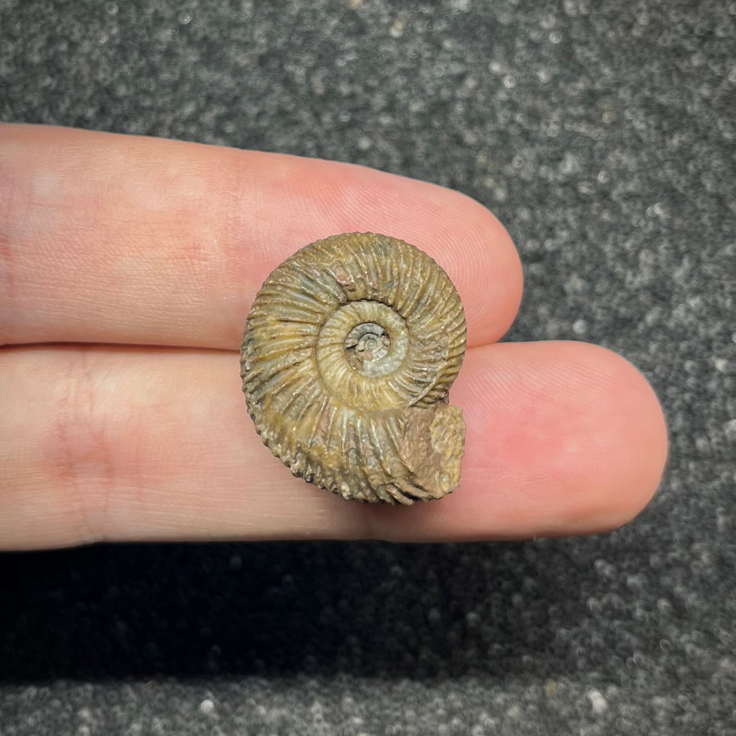 F2907 | Ammonite | Parkinsonia sp.