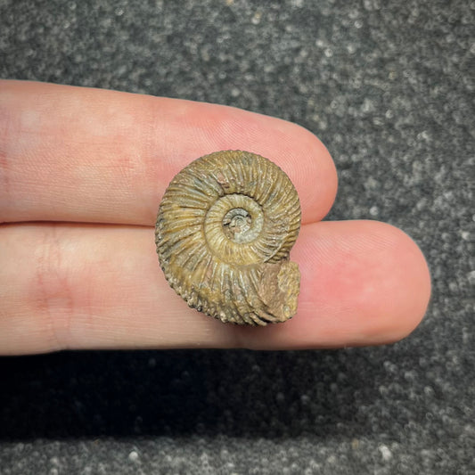 F2907 | Ammonite | Parkinsonia sp.