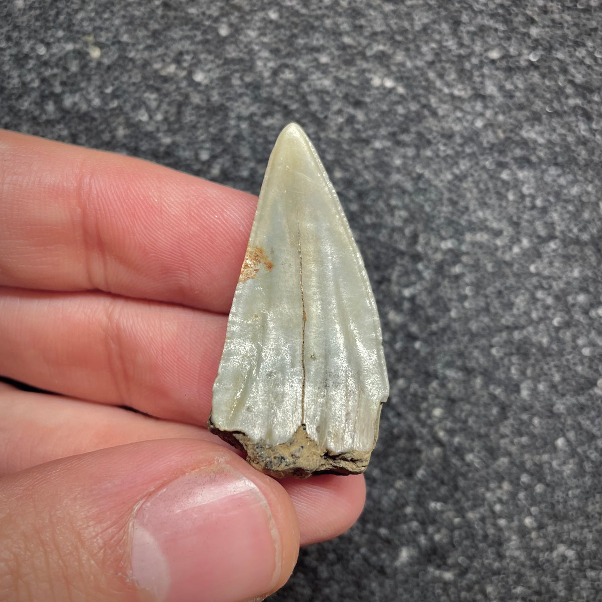 F3038 | Squalo |  Carcharodon subserratus