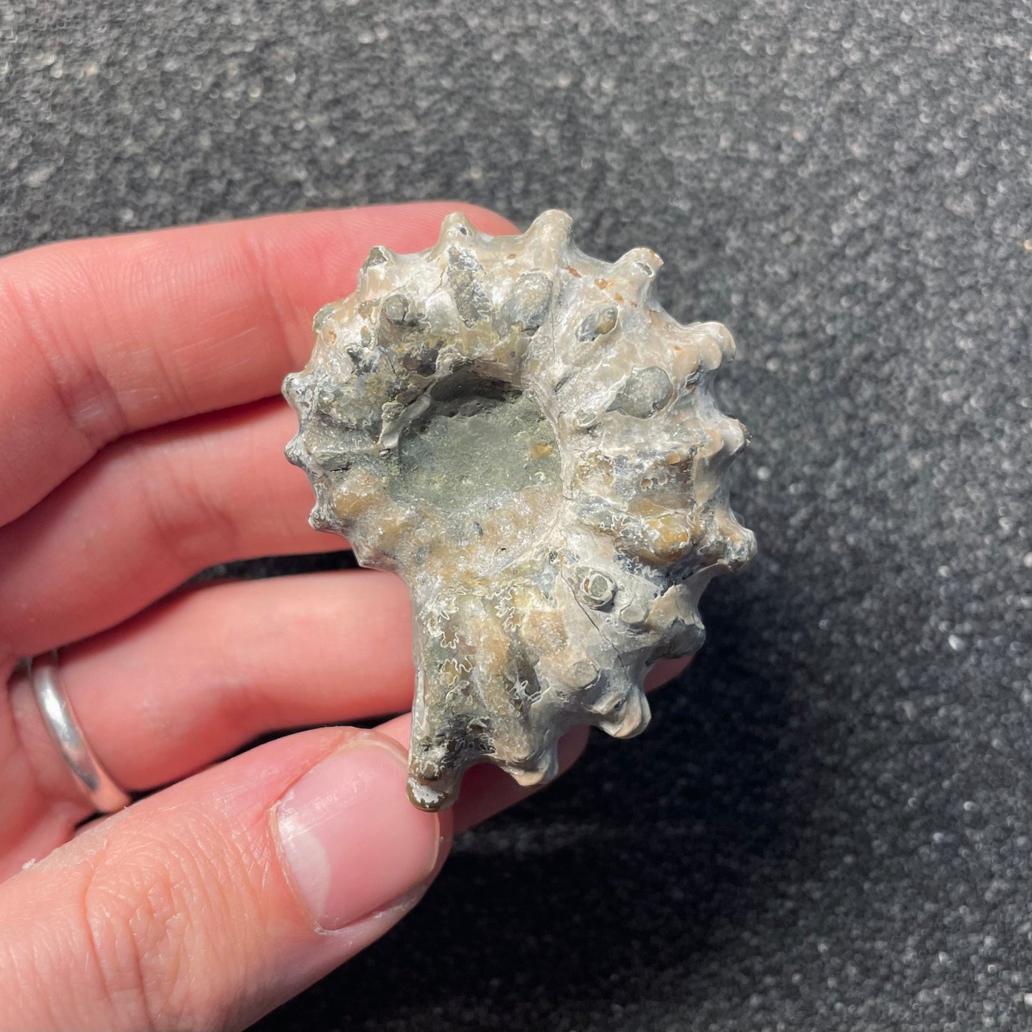 F2385 | Ammonite | Douvilleiceras sp.