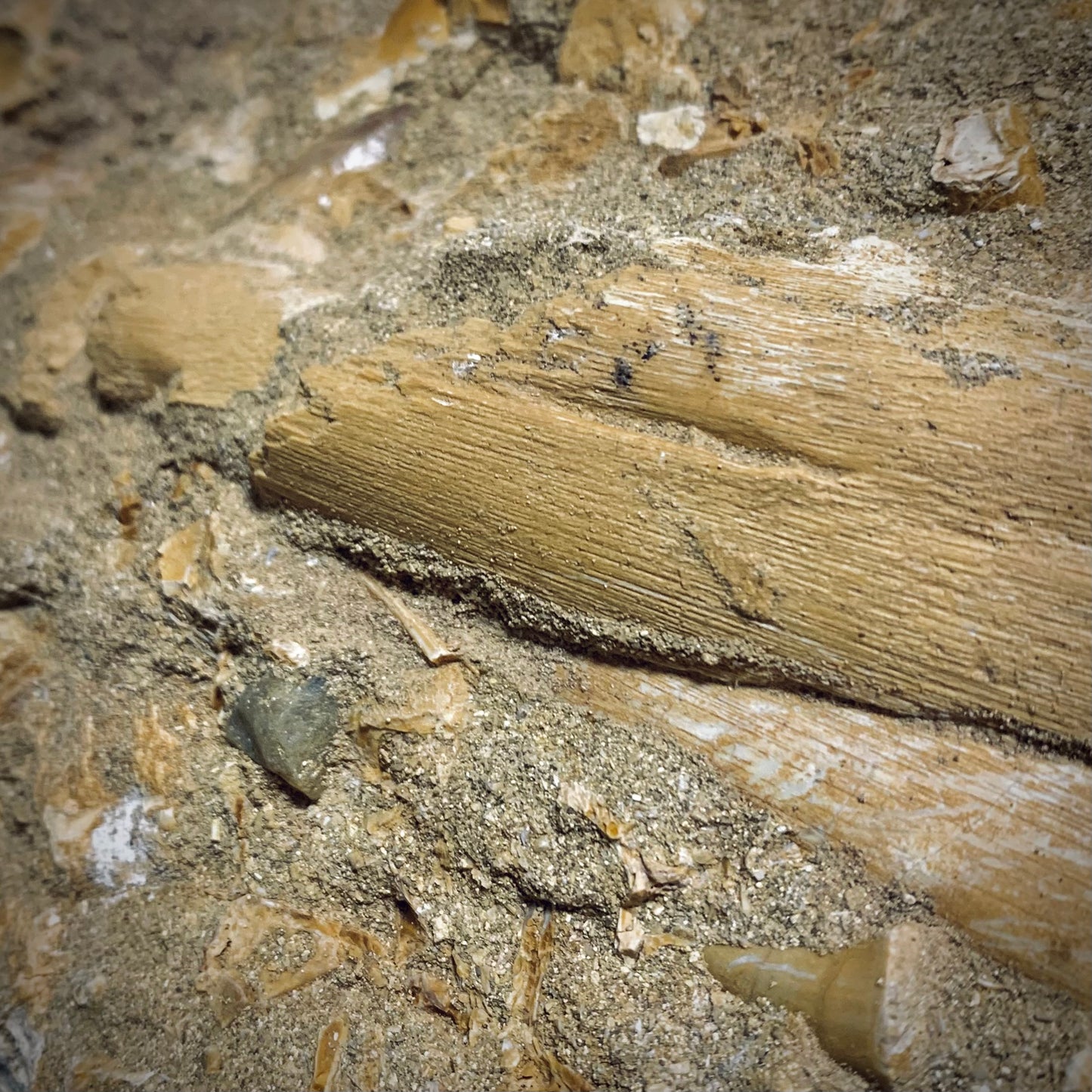 FNP11 | Fossile da preparare | Mosasauro | Prognathodon sp.