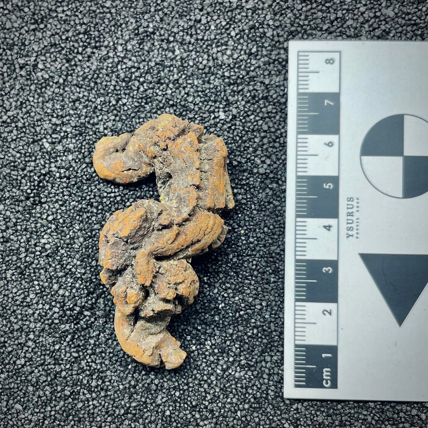 F2764 | Coprolite - Cololite | Testuggine
