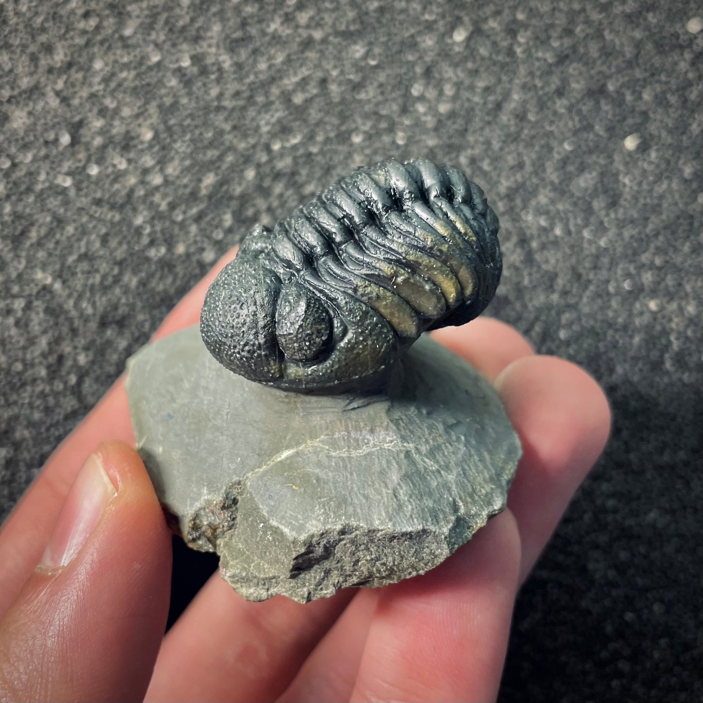 F2609 | Trilobite | Phacopidae indet.