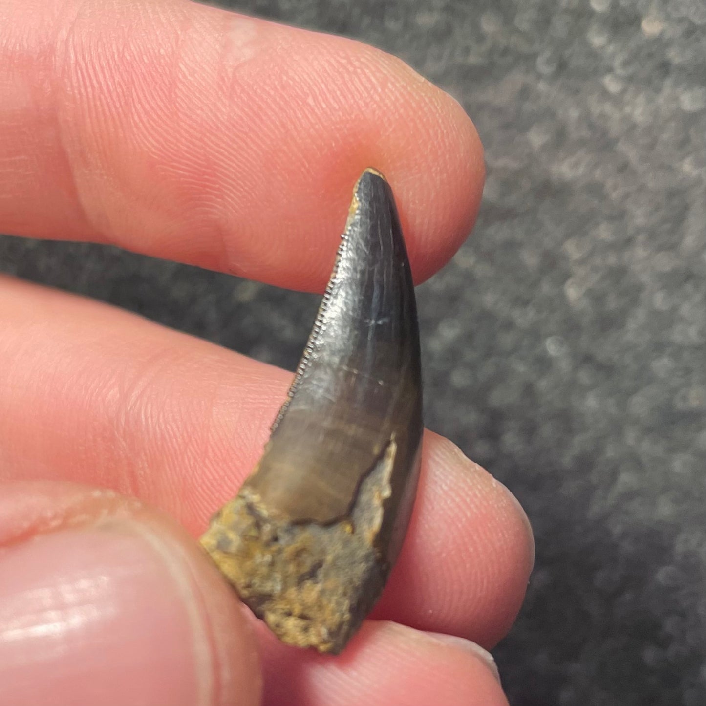 F2255 | Dinosauro | Nanotyrannus sp.