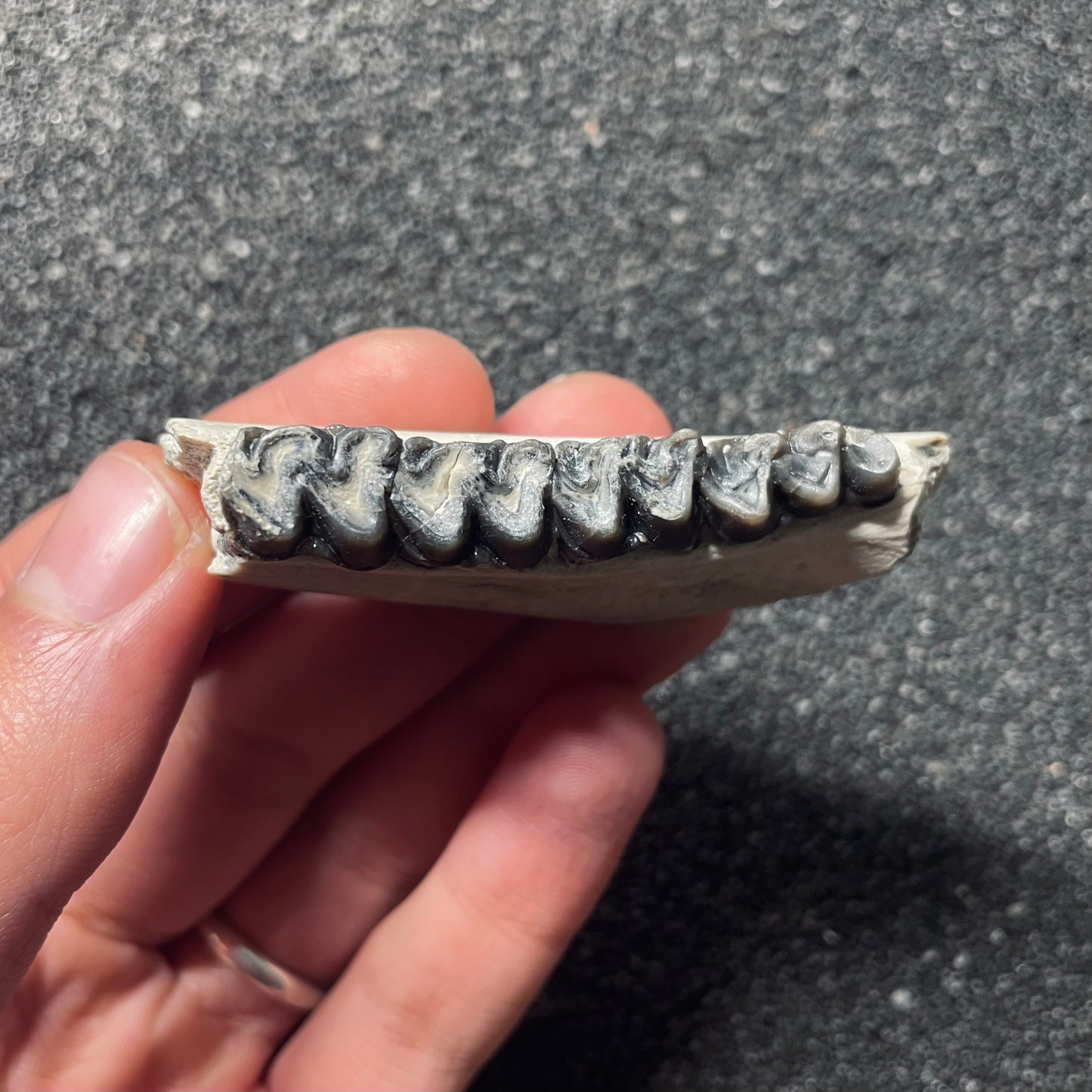 F2111 | Cavallo | Miohippus sp.