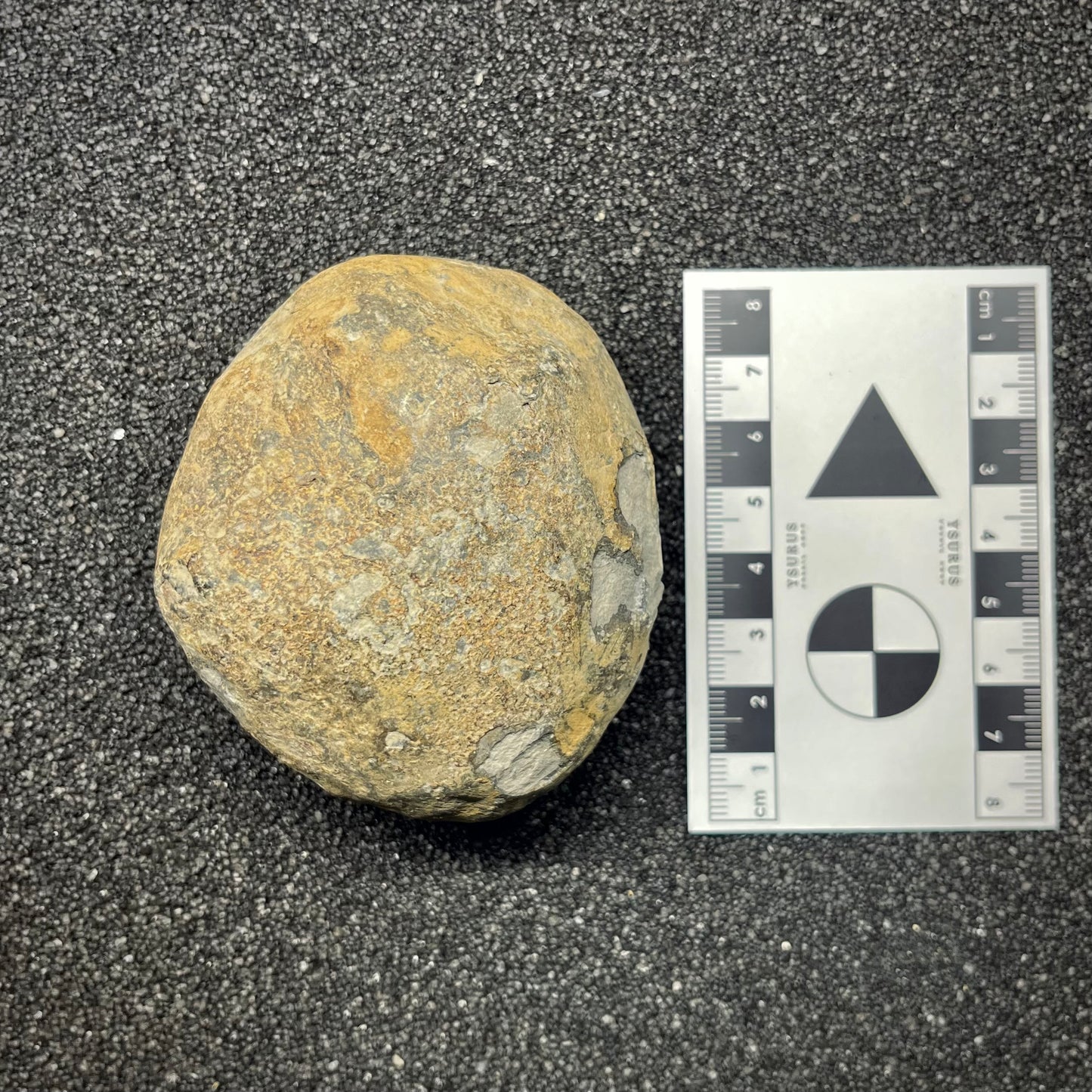 FNP25 | Fossile da preparare | Ammonite | Dactylioceratidae indet.