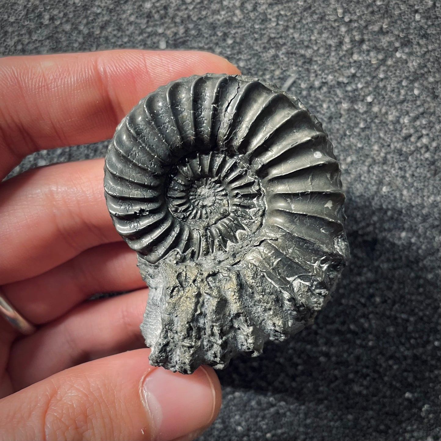 F2562 | Ammonite | Pleuroceras spinatum