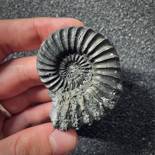 F2562 | Ammonite | Pleuroceras spinatum