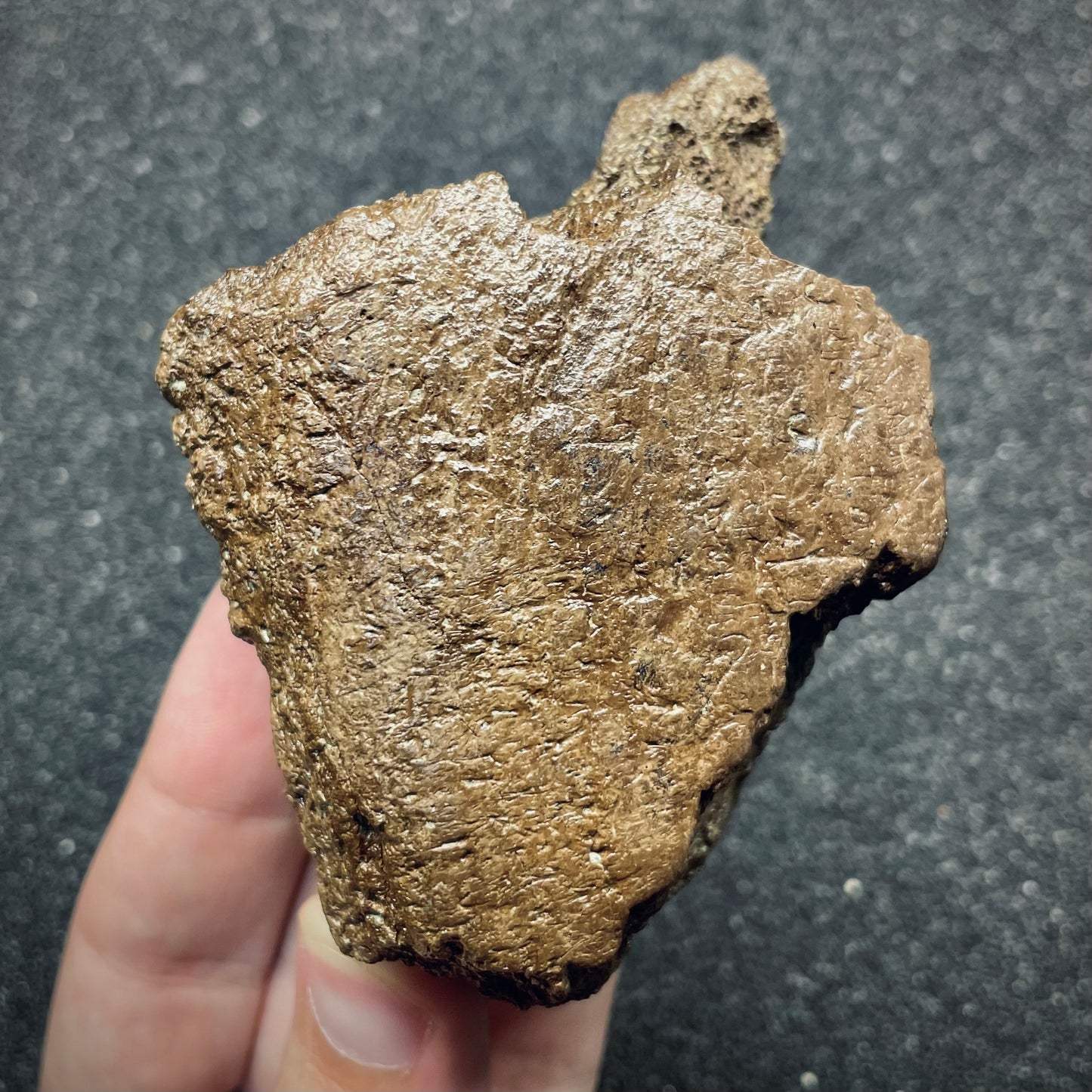 F2723 | Dinosauro | Triceratops sp.