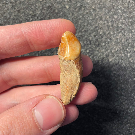 F2409 | Orso | Ursus spelaeus