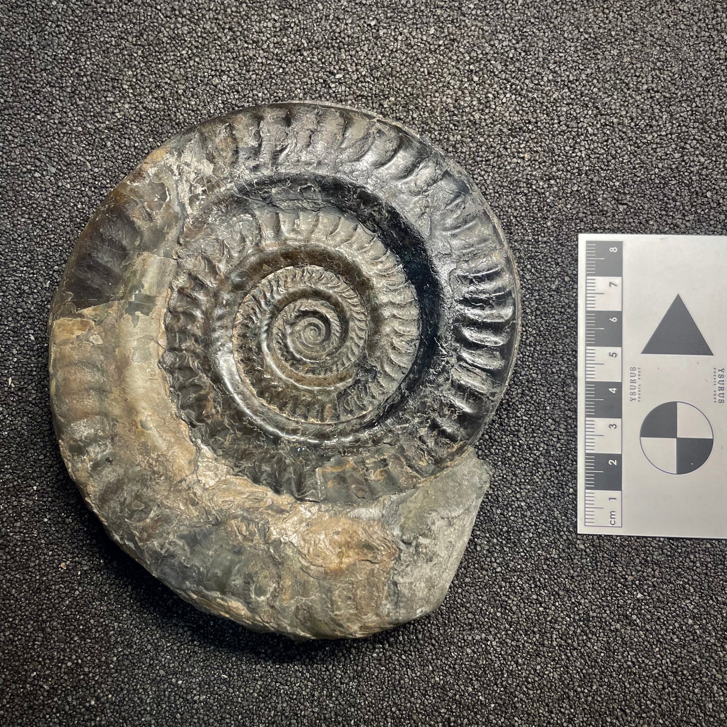 F2811 | Ammonite | Hildoceras sp.