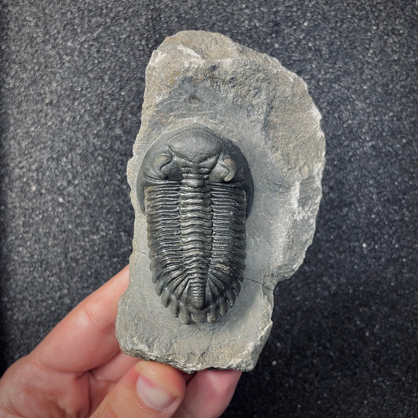 F2617 | Trilobite | Hollardops sp.