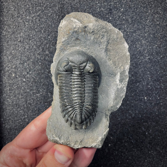 F2617 | Trilobite | Hollardops sp.
