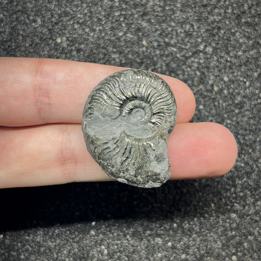 F2885 | Ammonite | Graphoceratidae indet.