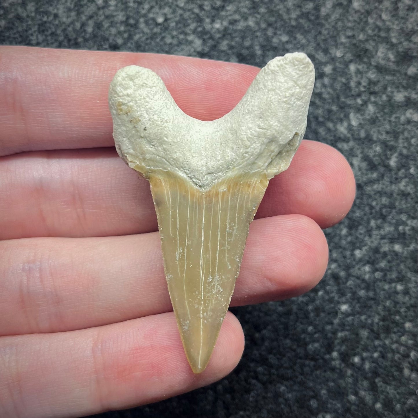 F2759 | Squalo | Otodus obliquus