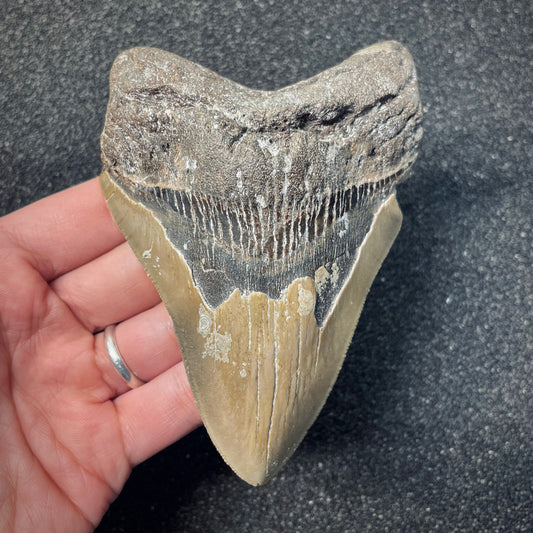 F2582 | Squalo | Otodus megalodon