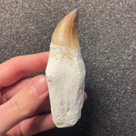 F2284 | Mosasauro | Prognathodon sp.