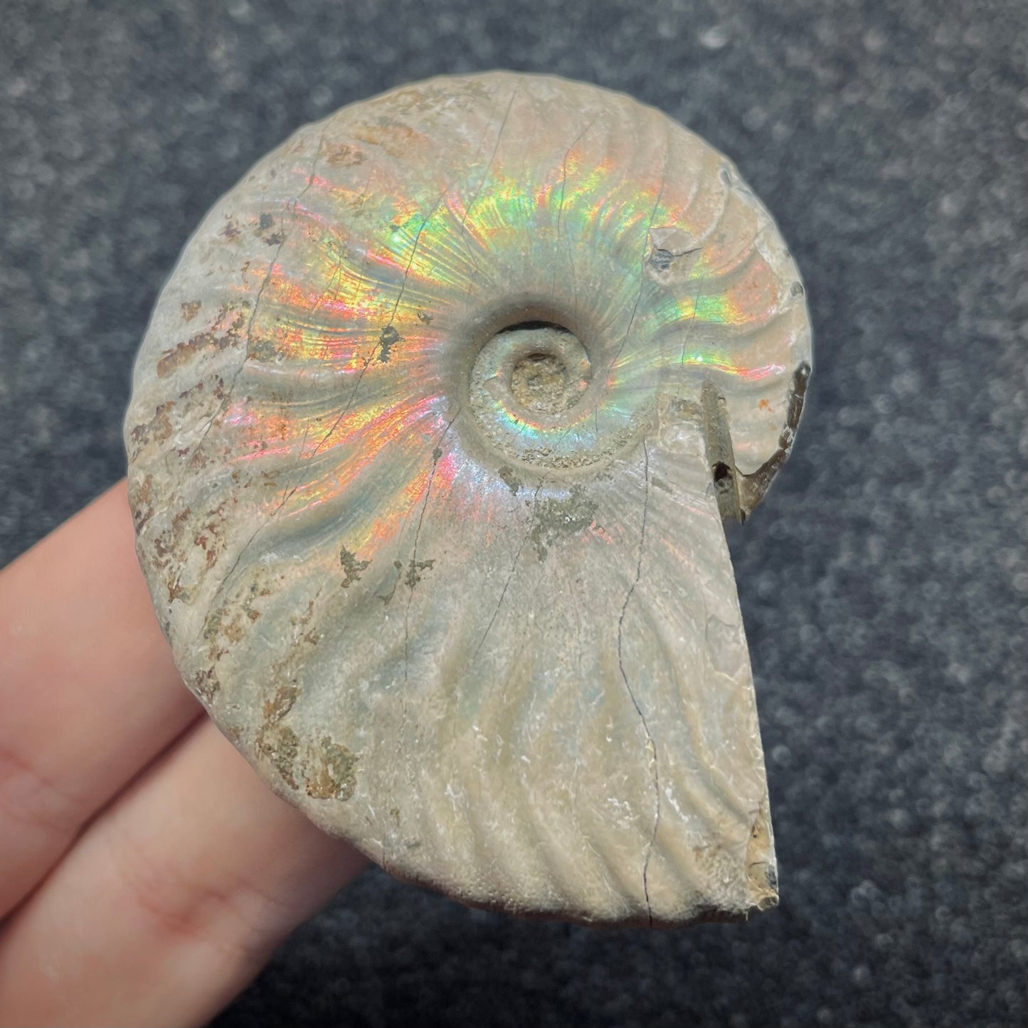 F2650 | Ammonite | Cleoniceras sp.