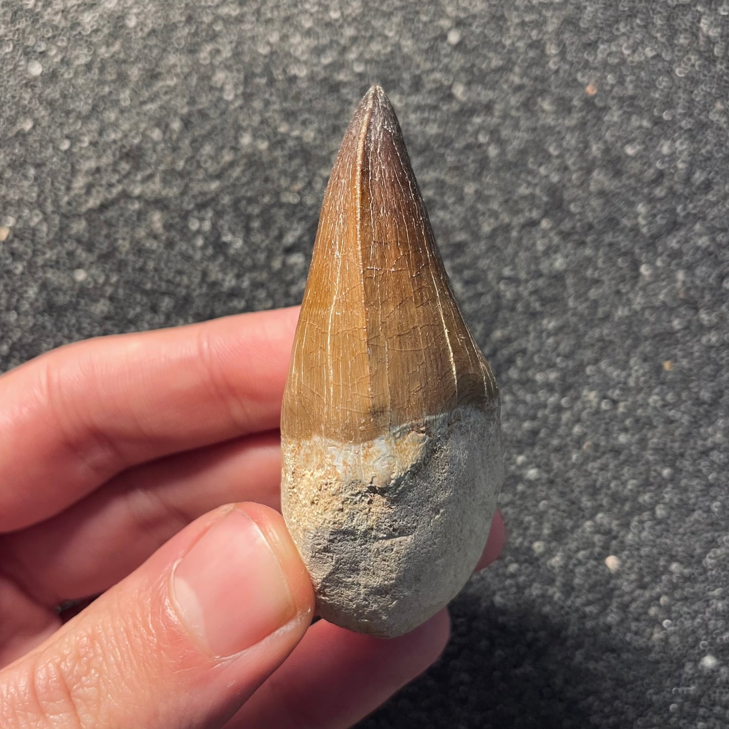 F2116 | Mosasauro | Prognathodon sp.