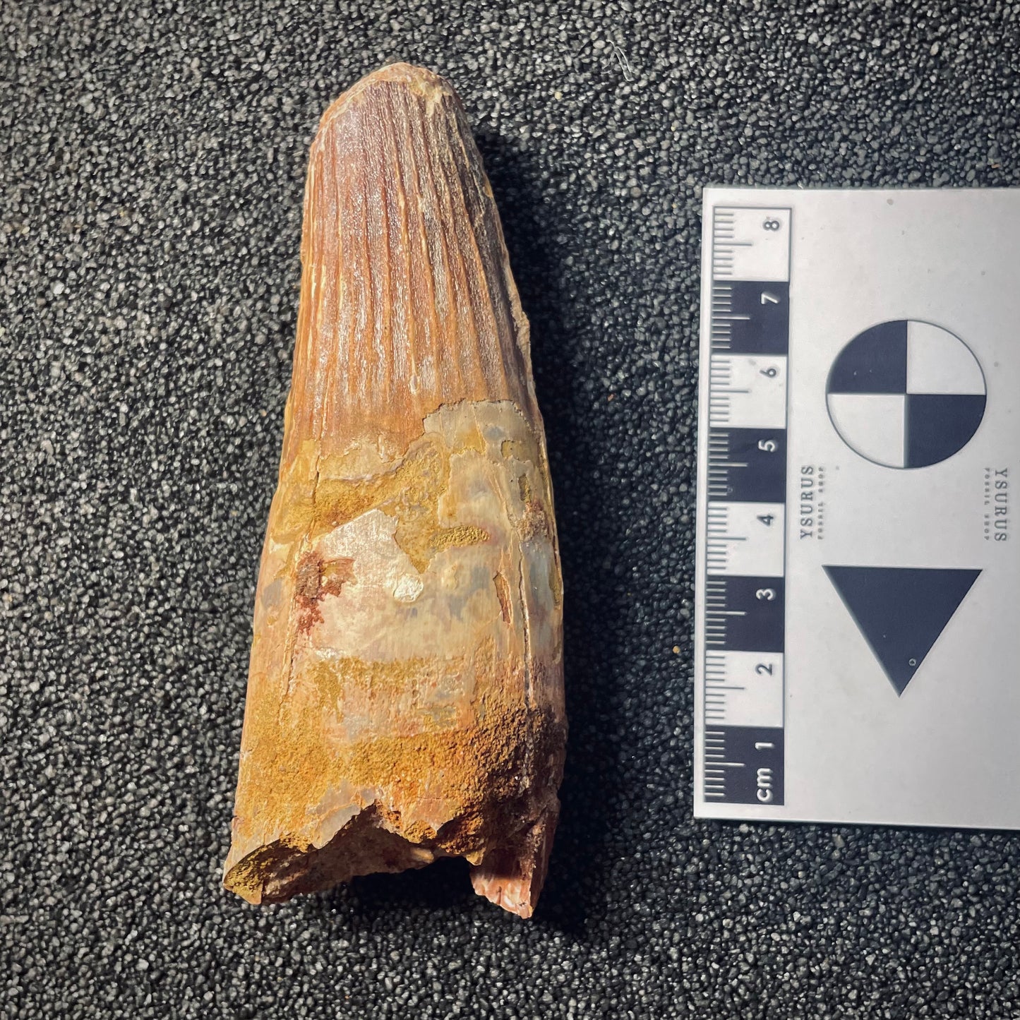 F1934 | Dinosauro | Spinosaurus aegyptiacus