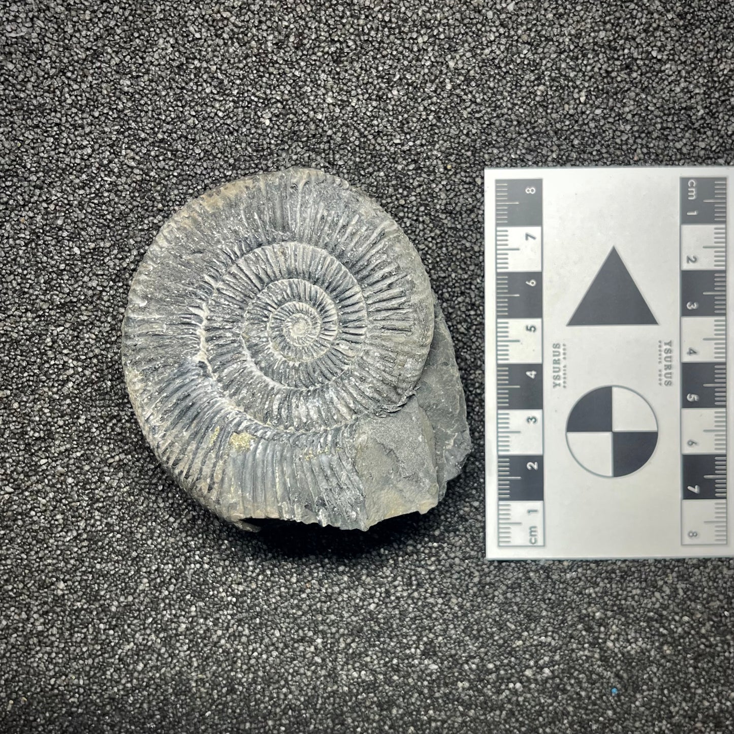 F2911 | Ammonite | Perisphinctidae indet.
