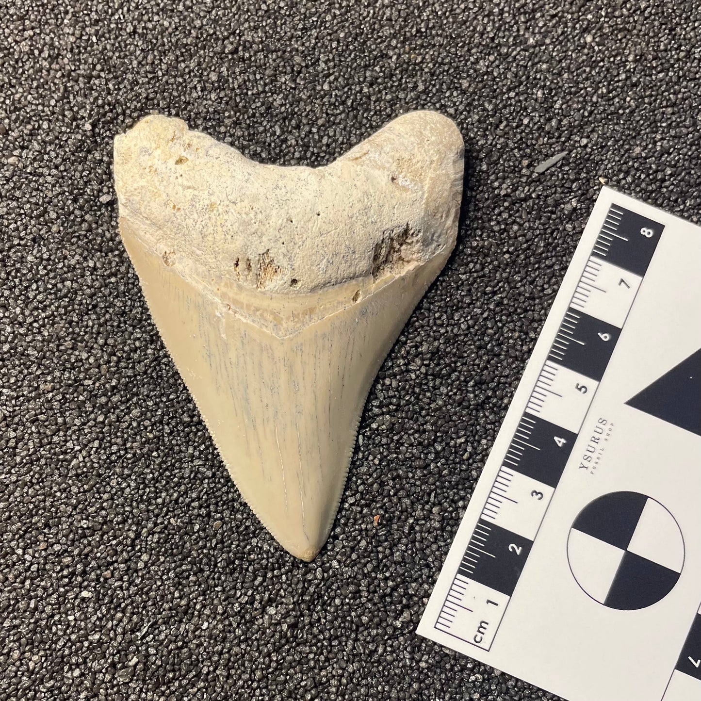 F2435 | RARO | Squalo | Otodus megalodon