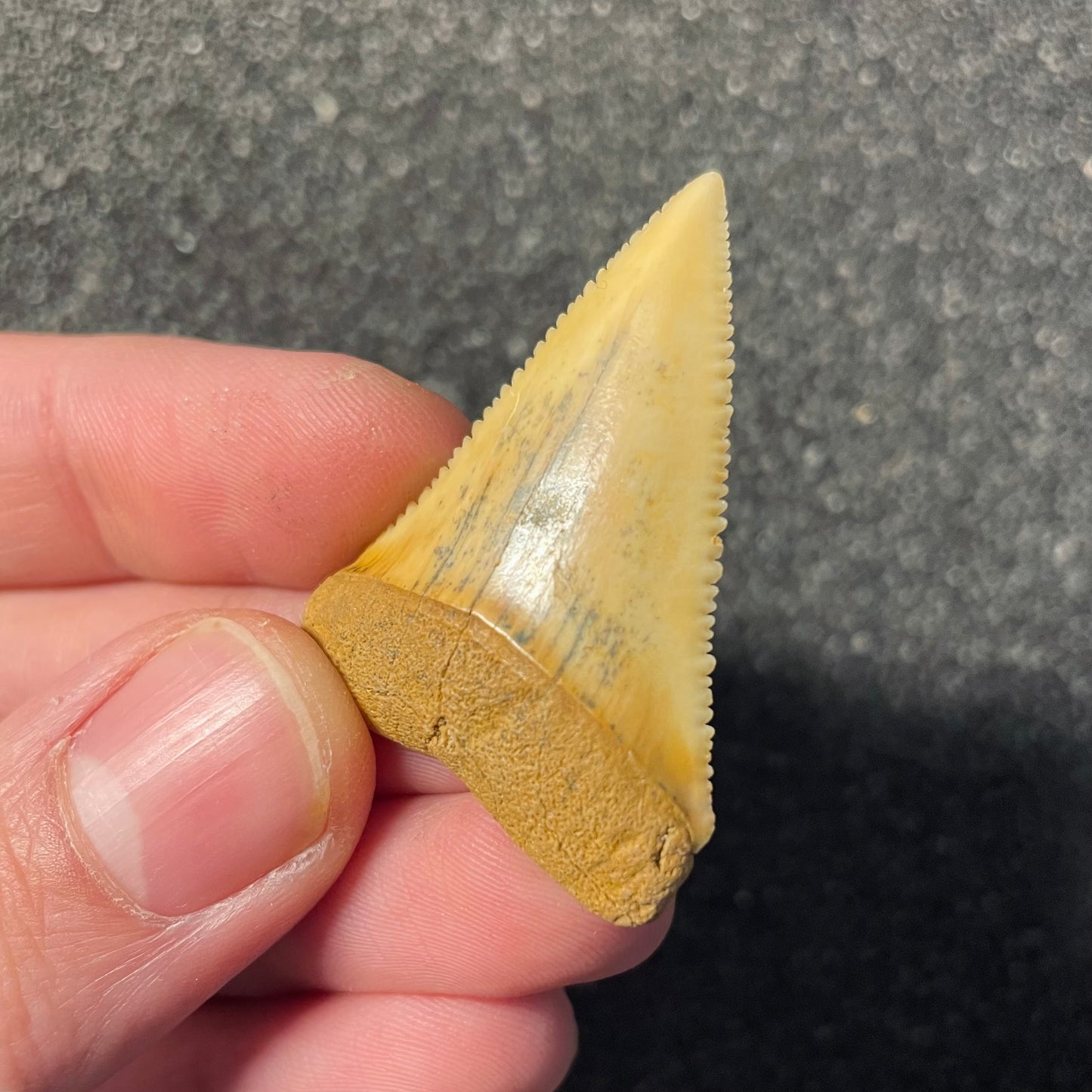 F2412 | Squalo | Carcharodon carcharias