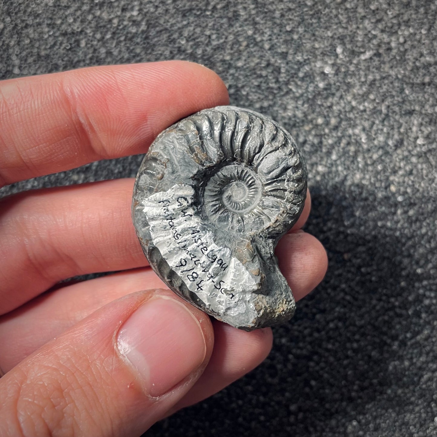 F2544 | Ammonite | Pleydellia sp.
