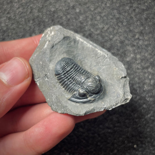 F1893 | Trilobite | Gerastos tuberculatus