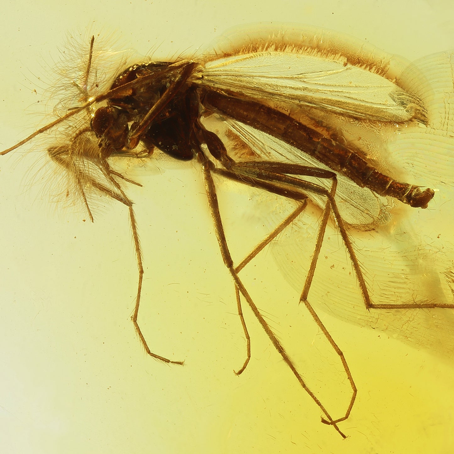 F2085 | Ambra con inclusione | Chironomidae indet.