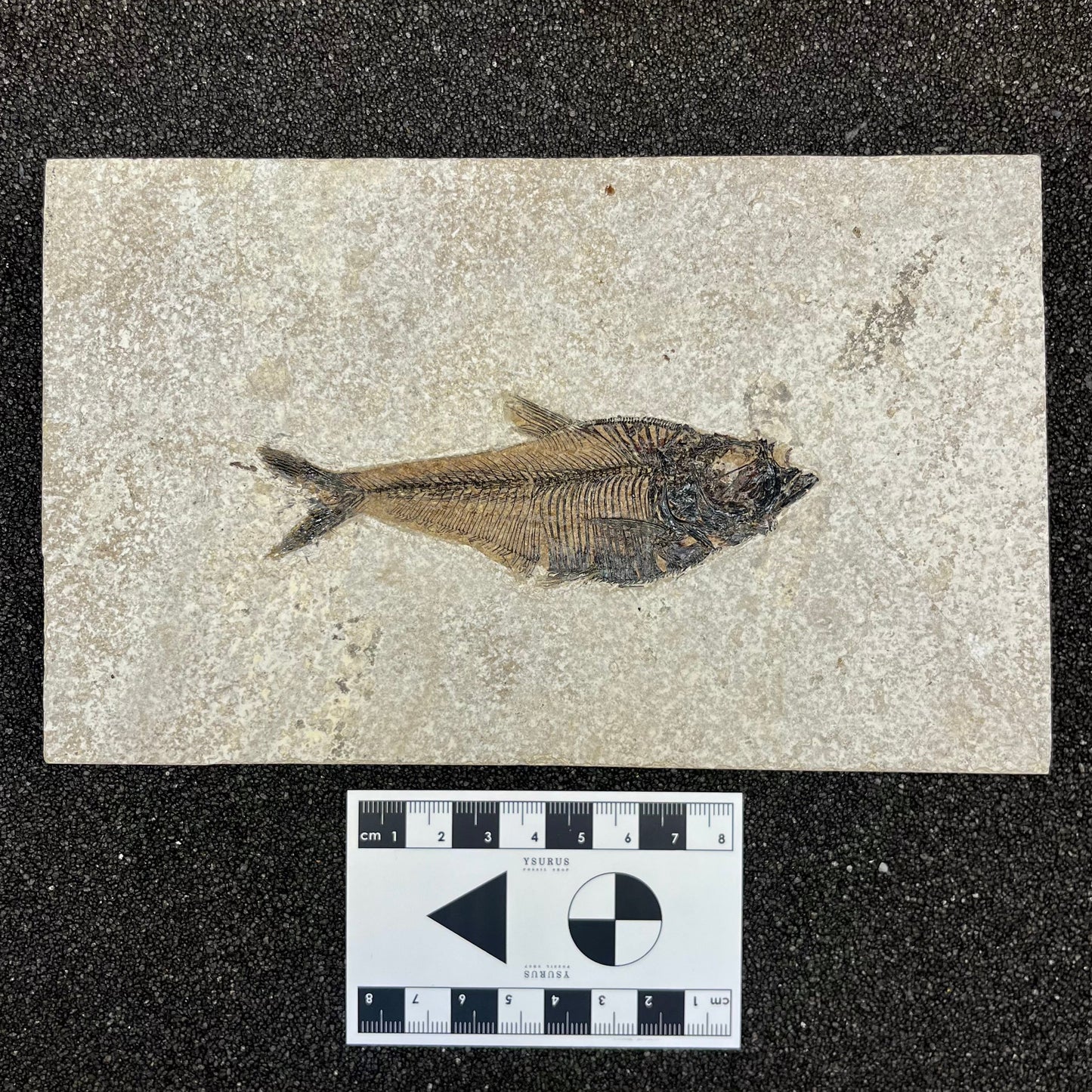 F2730 | Pesce | Diplomystus dentatus
