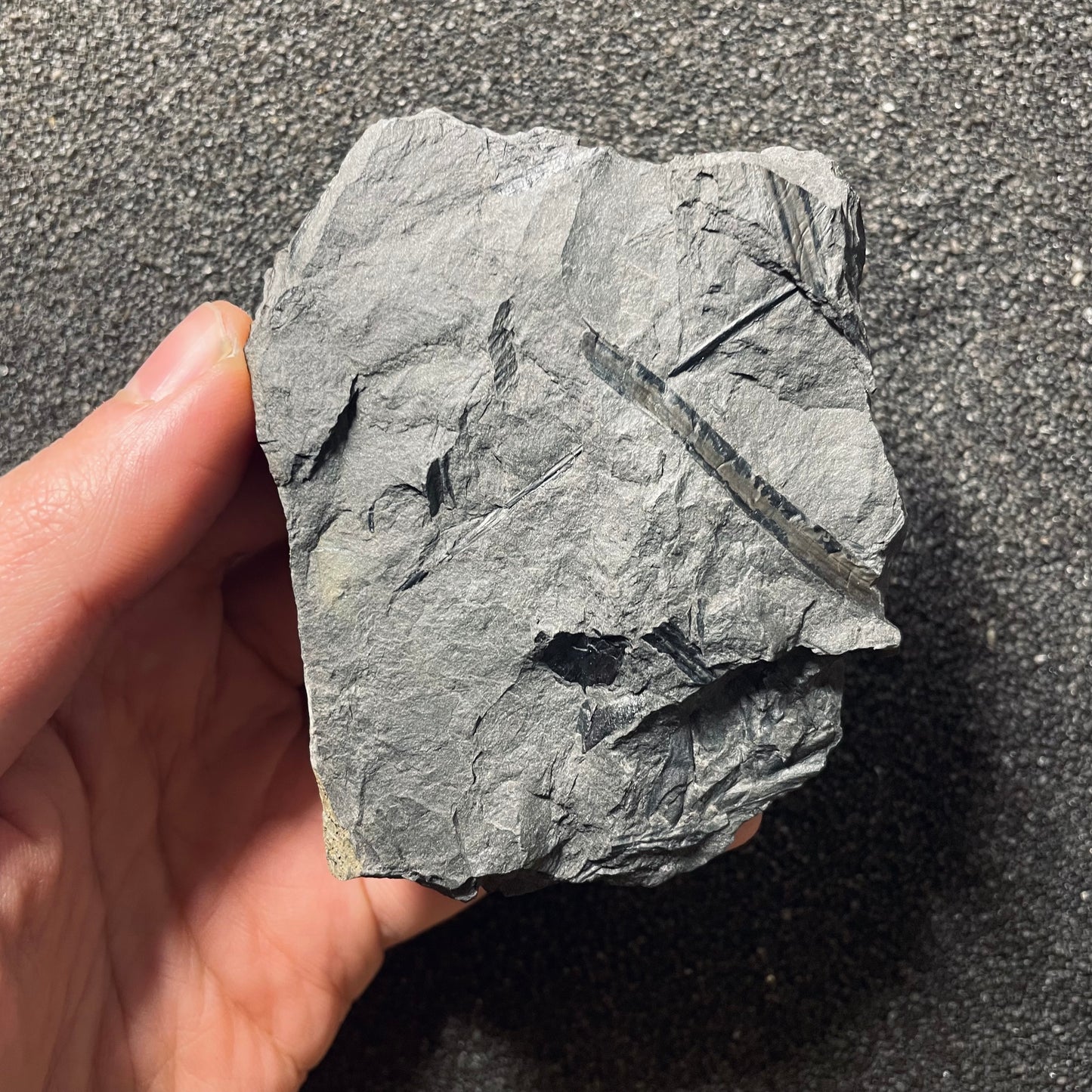 F2486 | Pianta | Cingularia typica