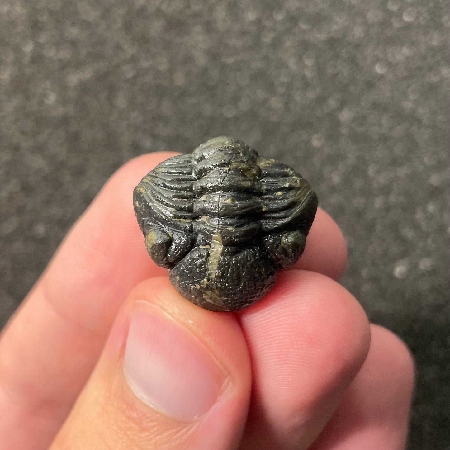 F2598 | Trilobite | Phacopidae indet.