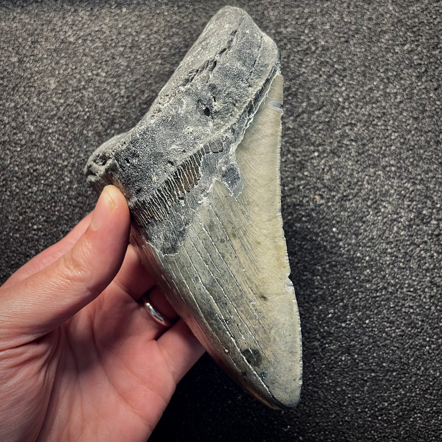 F2134 | Squalo | Otodus megalodon