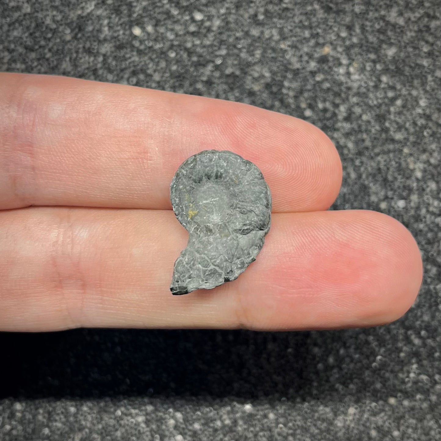 F2900 | Ammonite | Pachylytoceras sp.