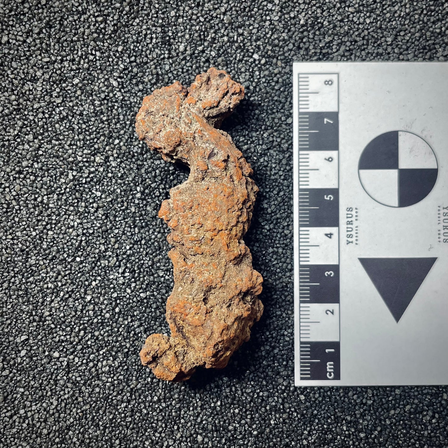 F1451 | Coprolite - Cololite | Testuggine