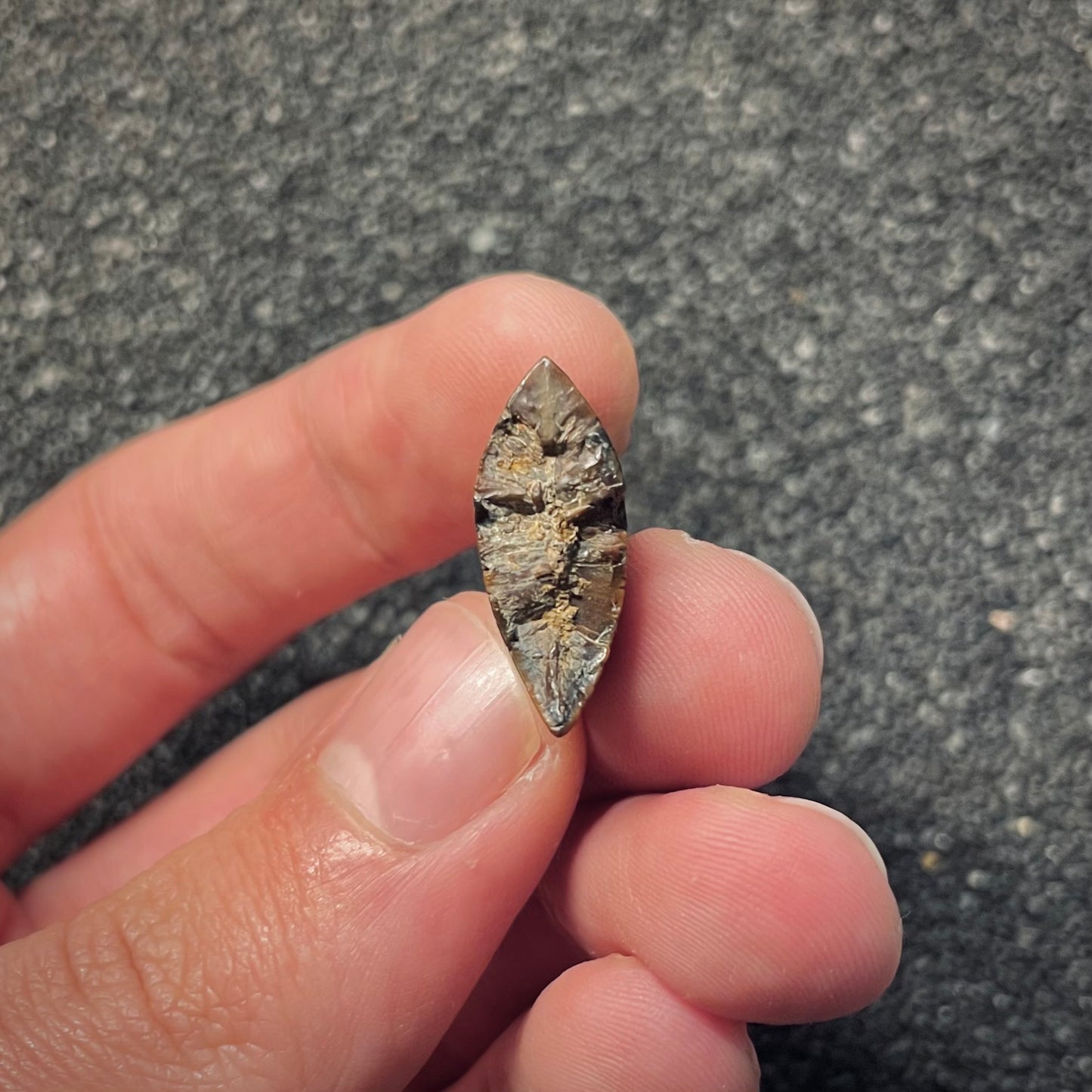 F2053 | Dinosauro | Tyrannosauroidea indet.