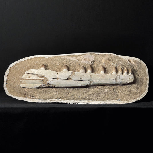 F1986 | Mosasauro | Prognathodon sp.