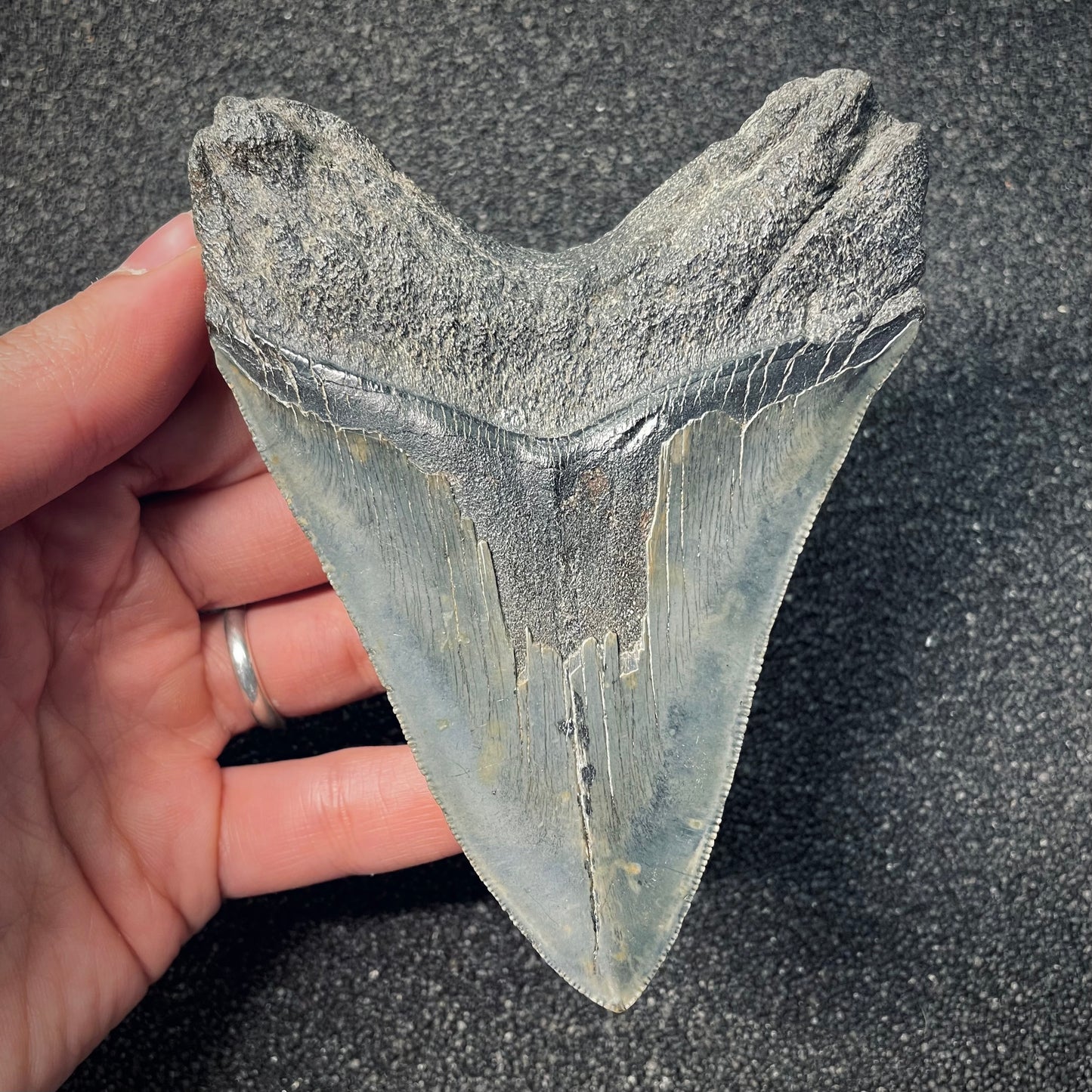F2578 | Squalo | Otodus megalodon